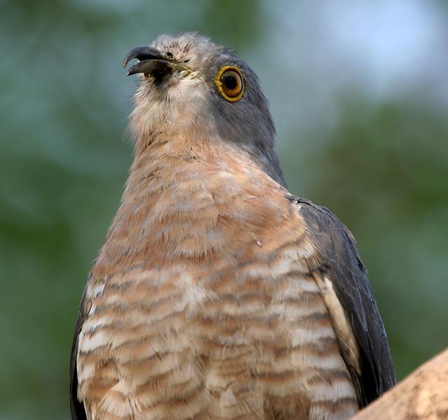 Mahavir Harina Vanasthali National Park